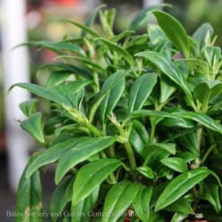 6hb! Columnea /Goldfish Plant /Tropical -Garden Plant Store 6hb columnea goldfish plant tropical 2