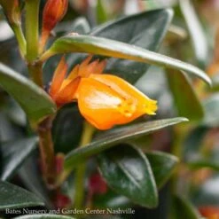 6hb! Columnea /Goldfish Plant /Tropical