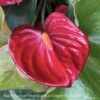 6p! Anthurium Assorted /Tropical -Garden Plant Store 6p anthurium assorted tropical