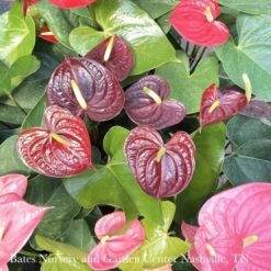 6p! Anthurium Assorted /Tropical -Garden Plant Store 6p anthurium assorted tropical 2