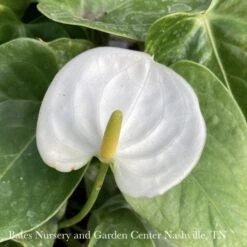 6p! Anthurium Assorted /Tropical -Garden Plant Store 6p anthurium assorted tropical 3