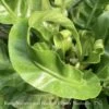 6p! Asplenium Hurricane Fern (aka Twisted Bird's Nest)/Tropical -Garden Plant Store 6p asplenium hurricane fern aka twisted birds nest