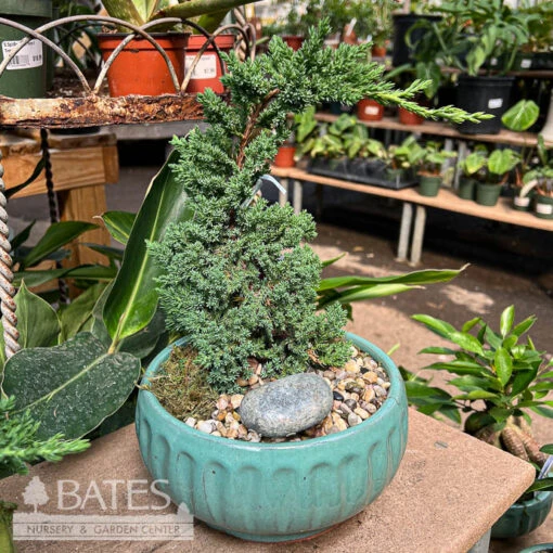 6p! Bonsai Plant Exotic Garden Cassidy /Tropical - Image 2