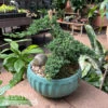 6p! Bonsai Plant Exotic Garden Cassidy /Tropical -Garden Plant Store 6p bonsai plant exotic garden cassidy tropical