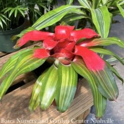 6p! Bromeliad Neo Premium Asst /Tropical