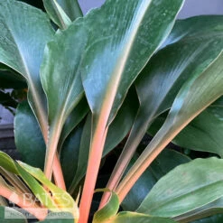 6p! Chlorophytum Mandarin Orange /Tropical