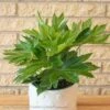 6p! Fatsia Japonica Spider's Web / Variegated Japanese Aralia /Tropical -Garden Plant Store 6p fatsia japonica spiders web variegated japanese