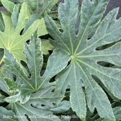 6p! Fatsia Japonica Spider's Web / Variegated Japanese Aralia /Tropical -Garden Plant Store 6p fatsia japonica spiders web variegated japanese 2