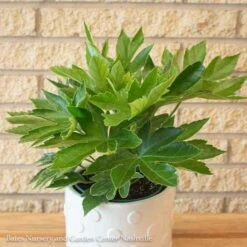 6p! Fatsia Japonica Spider's Web / Variegated Japanese Aralia /Tropical