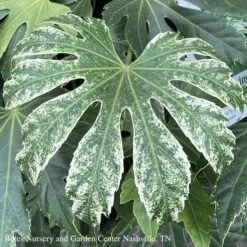 6p! Fatsia Japonica Spider's Web / Variegated Japanese Aralia /Tropical -Garden Plant Store 6p fatsia japonica spiders web variegated japanese 3