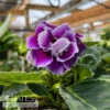 6p! Gloxinia /Tropical -Garden Plant Store 6p gloxinia tropical