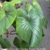 6p! Homalomena Red Stem/ Tropical -Garden Plant Store 6p homalomena red stem tropical