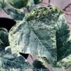 6p! Ivy Algerian Ivy - Variegated /Tropical -Garden Plant Store 6p ivy algerian ivy variegated tropical