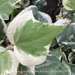 6p! Ivy Algerian Marengo/Tropical