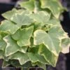 6p! Ivy Variegated Ivy - White /Tropical -Garden Plant Store 6p ivy variegated ivy white tropical