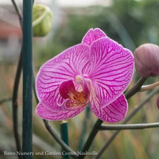 6p! Orchid Phalaenopsis Single Spike Asst /Tropical Assorted Colors - Image 2