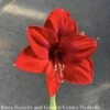 6p! Potted Amaryllis Asst Blooms /Tropical -Garden Plant Store 6p potted amaryllis asst blooms tropical