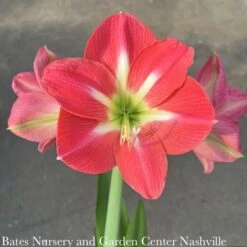 6p! Potted Amaryllis Asst Blooms /Tropical -Garden Plant Store 6p potted amaryllis asst blooms tropical 2