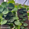 6p! Rhaphidophora /Shingle Plant Totem/Wooden Slab /Tropical -Garden Plant Store 6p rhaphidophora shingle plant totem wooden slab t