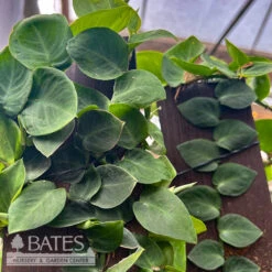 6p! Rhaphidophora /Shingle Plant Totem/Wooden Slab /Tropical