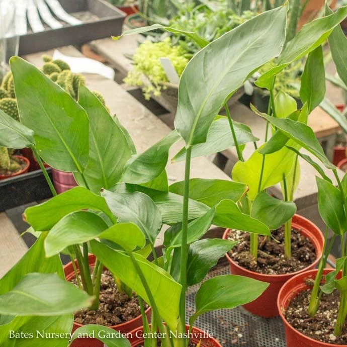 6p! Strelitzia /White Bird Of Paradise /Tropical 3 6p! Strelitzia /White Bird Of Paradise /Tropical