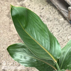 6p! Strelitzia /Yellow Bird Of Paradise /Tropical