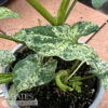 6p! Syngonium Mojito / Arrowhead Plant /Nephthytis /Tropical