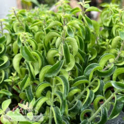 8hb! Aeschynanthus Curly Rasta /Lipstick Plant /Tropical