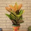 8p! Croton Petra /Tropical -Garden Plant Store 8p croton petra tropical