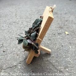 8p! Pellionia Pul /Watermelon Vine On Wood Plank Aka Polynesian Ivy /Tropical -Garden Plant Store 8p pellionia pul watermelon vine on wood plank aka 2