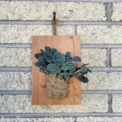 8p! Pellionia Pul /Watermelon Vine On Wood Plank Aka Polynesian Ivy /Tropical