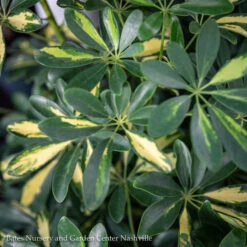 8p! Schefflera Arboricola Variegated /Tropical -Garden Plant Store 8p schefflera arboricola variegated tropical 2