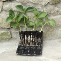Deep Rootrainers For Seeding 32cells /5" Deep Re-useable -Garden Plant Store deep rootrainers for seeding 32cells 5 deep re use 3