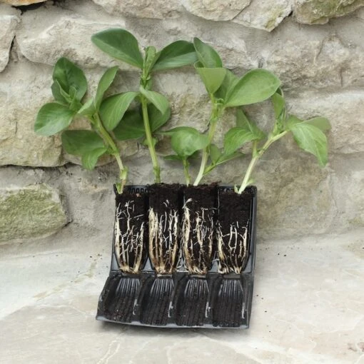 Deep Rootrainers For Seeding 32cells /5" Deep Re-useable - Image 4