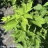 Edible #1 Rubus Idaeus Var Strigosus Fall Gold/ Raspberry Native (TN) -Garden Plant Store edible 1 rubus idaeus var strigosus fall gold rasp