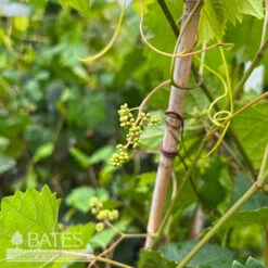 Edible #3 Vitis Rotund Southland/ Black Muscadine Grape Native (TN) -Garden Plant Store edible 3 vitis rotund southland black muscadine gr 2
