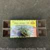 Jiffy Peat Strips 5strips With 10pots/Strip 1 Jiffy Peat Strips 5strips With 10pots/Strip -Garden Plant Store jiffy peat strips 5strips with 10pots strip