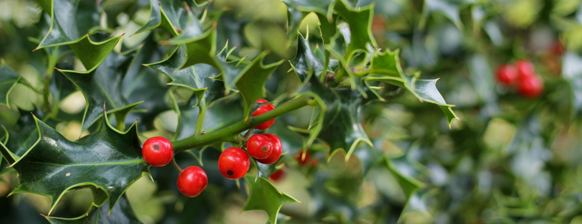Garden Plant Store -Garden Plant Store mistletoe 7894574 1920