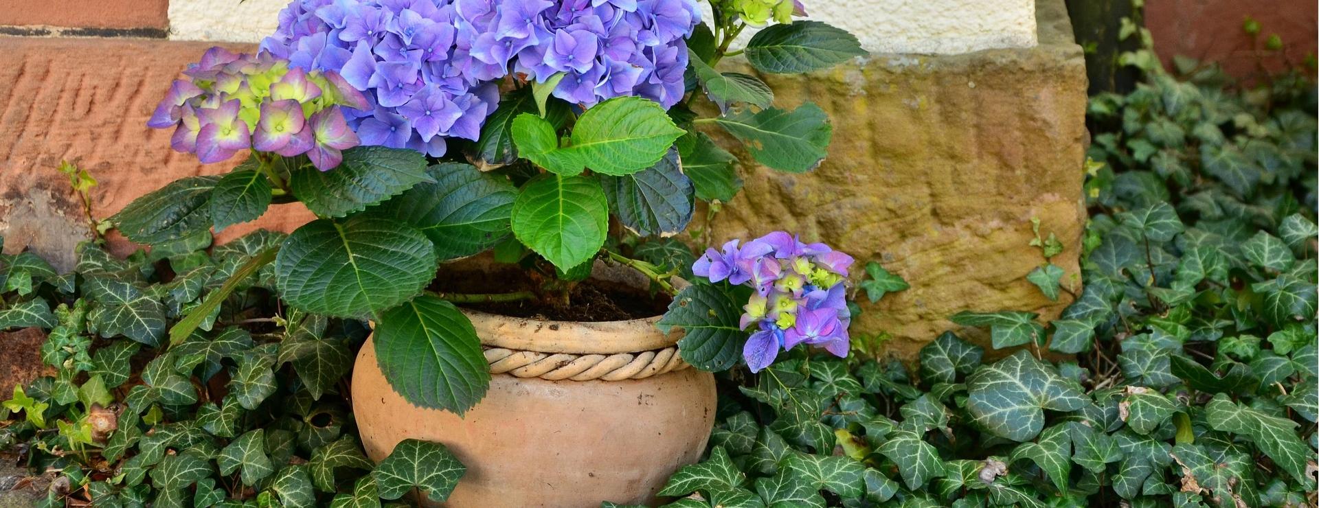 Garden Plant Store -Garden Plant Store plant pot 1345371 1920