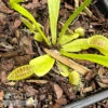 QP Carnivorous Dionaea King Henry/ Venus Fly Trap -Garden Plant Store qp carnivorous dionaea king henry venus fly trap