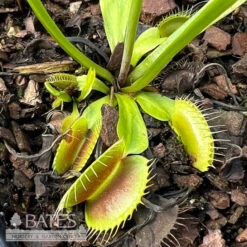 QP Carnivorous Dionaea King Henry/ Venus Fly Trap -Garden Plant Store qp carnivorous dionaea king henry venus fly trap 2