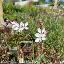 QP Gaura Lin Siskiyou Pink