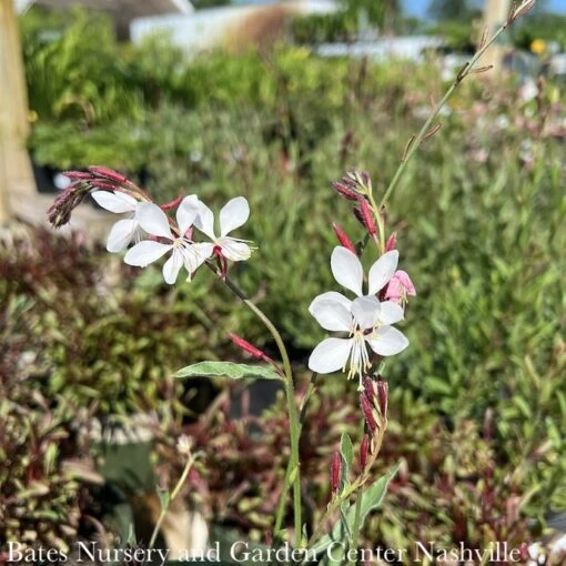 QP Gaura Lin Siskiyou Pink
