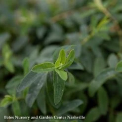QP Hypericum Calycinum/ St. John's Wort -Garden Plant Store qp hypericum calycinum st johns wort 1