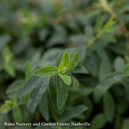 QP Hypericum Calycinum/ St. John's Wort - Image 2