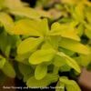 QP Hypericum Calycinum/ St. John's Wort -Garden Plant Store qp hypericum calycinum st johns wort