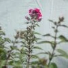 QP Phlox Pan Starfire/Upright Garden Native (TN) -Garden Plant Store qp phlox pan starfire upright garden native tn
