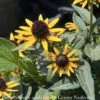 QP Rudbeckia Ful PW Little Goldstar/ Black-Eyed Susan Native (R) -Garden Plant Store qp rudbeckia ful pw little goldstar black eyed sus
