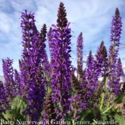 QP Salvia X Sylvestris May Night/ Purple Meadow Sage