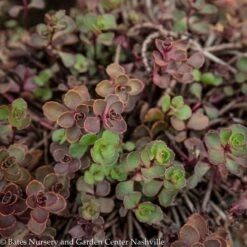 QP Sedum Spurium Bronze Carpet/ Stonecrop -Garden Plant Store qp sedum spurium bronze carpet stonecrop 1